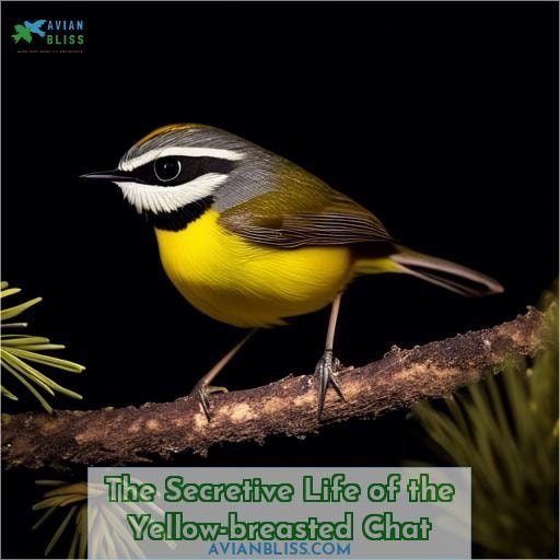 The Secretive Life of the Yellow-breasted Chat