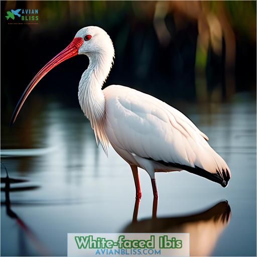 White-faced Ibis