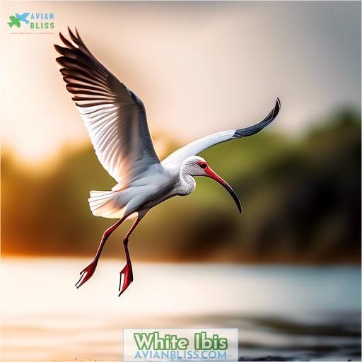 White Ibis