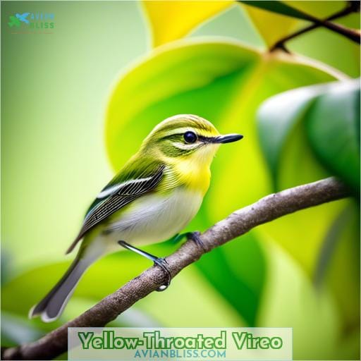 Yellow-Throated Vireo