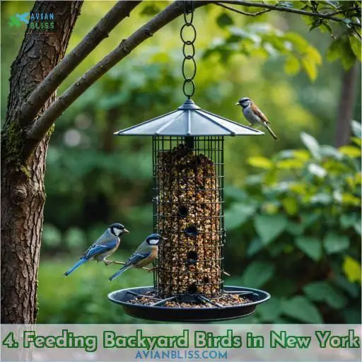 4. Feeding Backyard Birds in New York