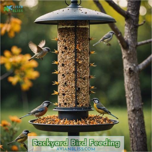 Backyard Bird Feeding