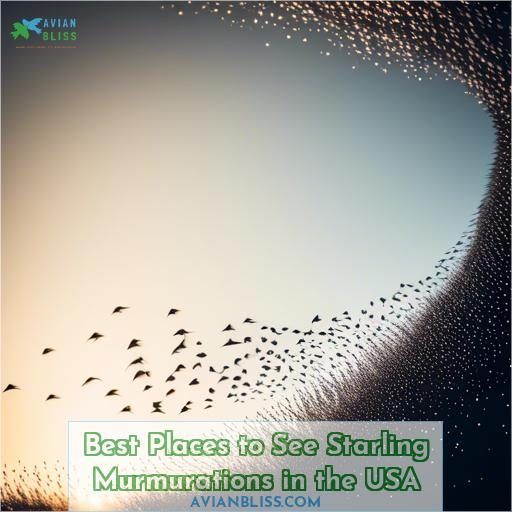 Best Places to See Starling Murmurations in the USA