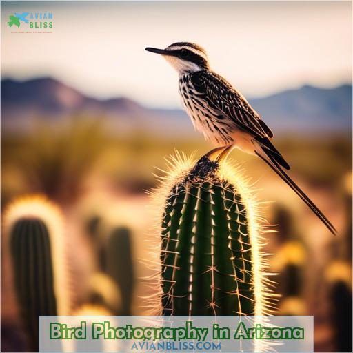 Bird Photography in Arizona