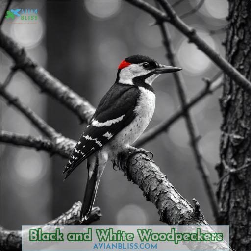 Black and White Woodpeckers