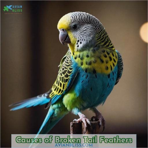 Causes of Broken Tail Feathers