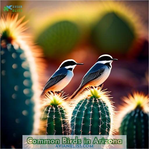 Common Birds in Arizona