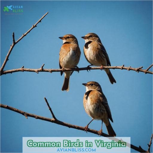 common birds in virginia