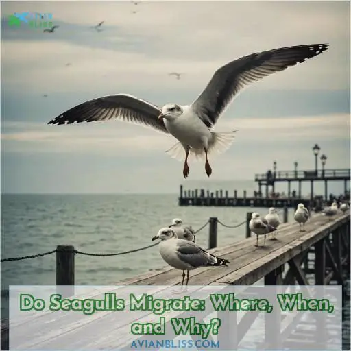 do seagulls migrate