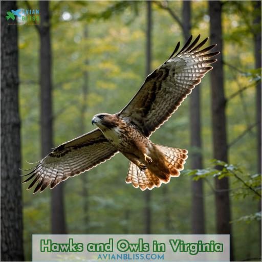 Hawks and Owls in Virginia