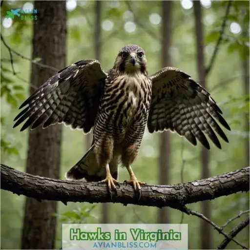 Hawks in Virginia