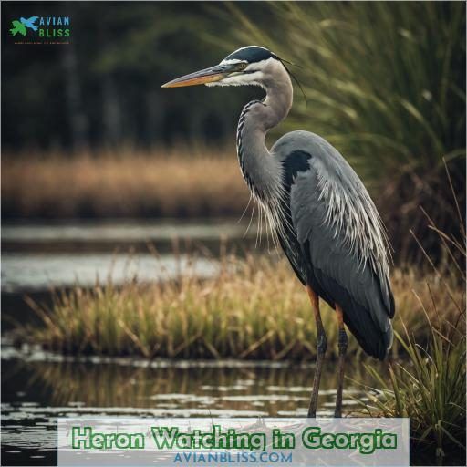 Heron Watching in Georgia