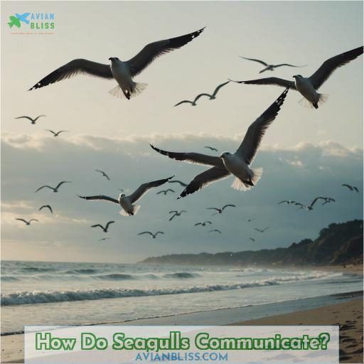 How Do Seagulls Communicate