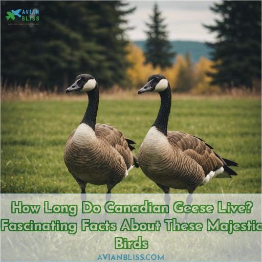 how long do canadian geese live