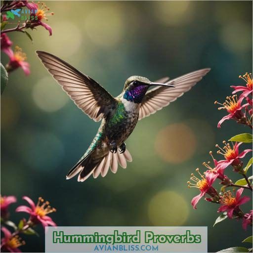 Hummingbird Proverbs