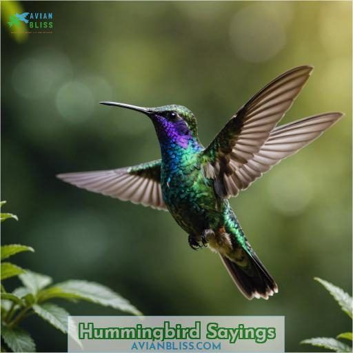 Hummingbird Sayings