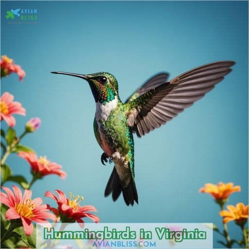 Hummingbirds in Virginia