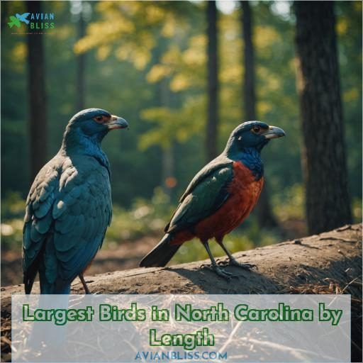 Largest Birds in North Carolina by Length