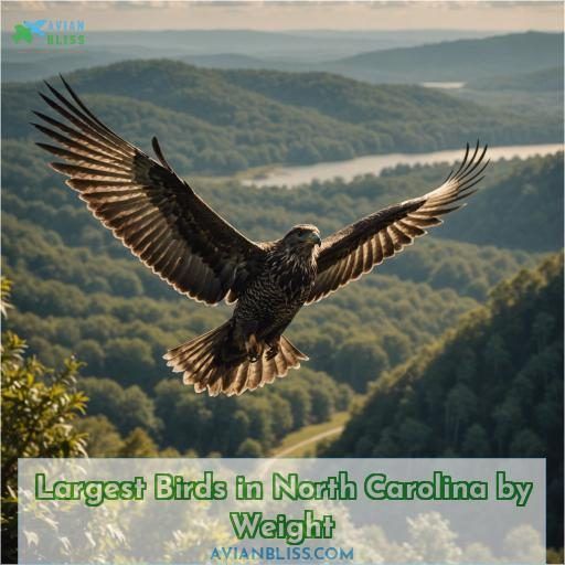 Largest Birds in North Carolina by Weight