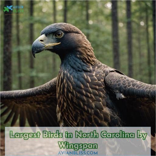 Largest Birds in North Carolina by Wingspan