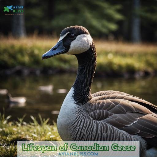 Lifespan of Canadian Geese