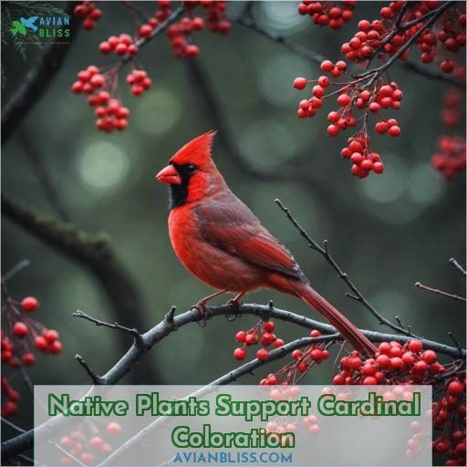Native Plants Support Cardinal Coloration