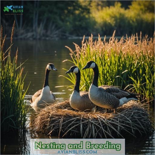 Nesting and Breeding
