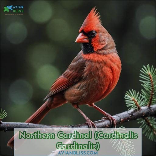 Northern Cardinal (Cardinalis Cardinalis)