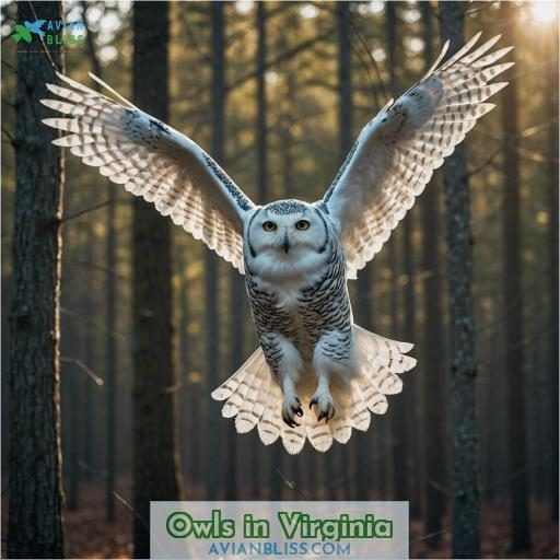 Owls in Virginia