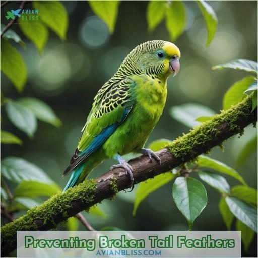 Preventing Broken Tail Feathers