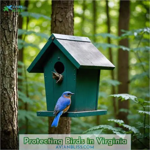 Protecting Birds in Virginia