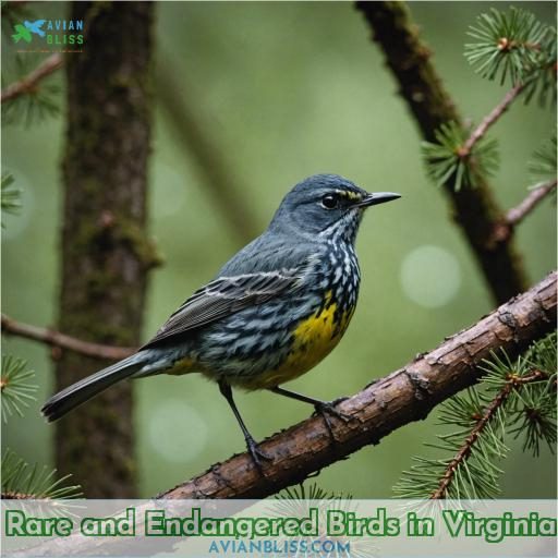 Rare and Endangered Birds in Virginia