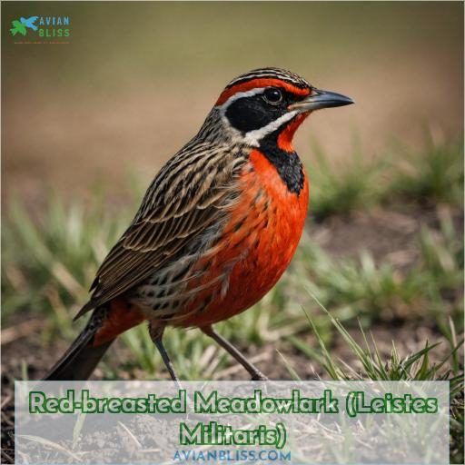 Red-breasted Meadowlark (Leistes Militaris)