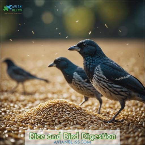 Rice and Bird Digestion