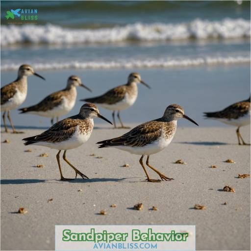 Sandpiper Behavior