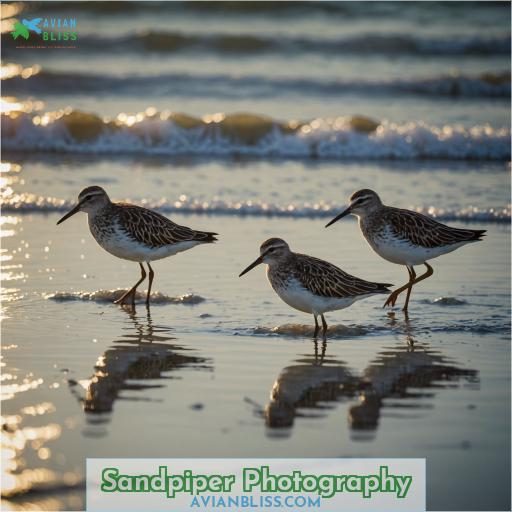 Sandpiper Photography