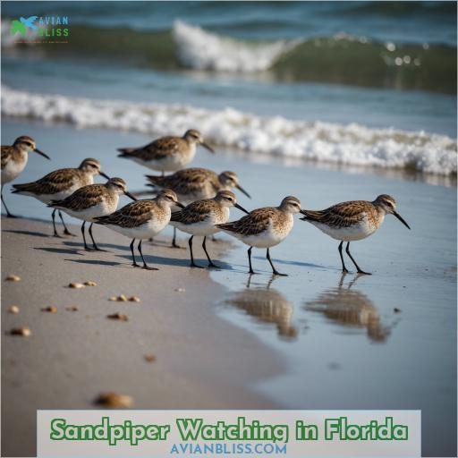 Sandpiper Watching in Florida