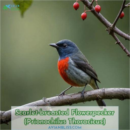 Scarlet-breasted Flowerpecker (Prionochilus Thoracicus)