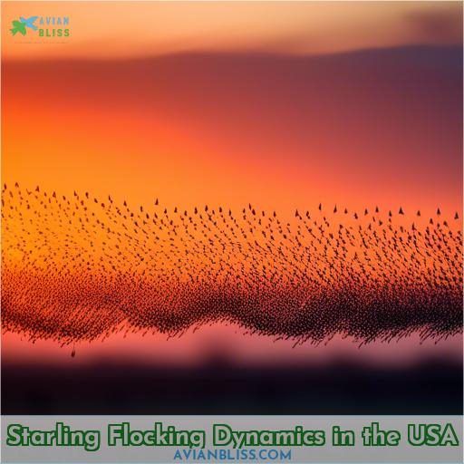 Starling Flocking Dynamics in the USA