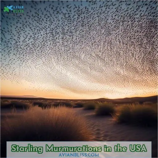 Starling Murmurations in the USA