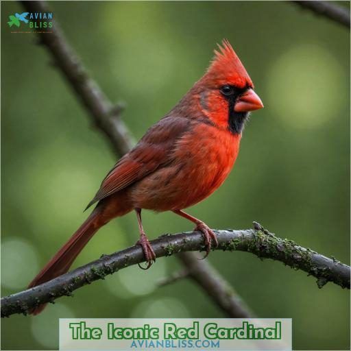 The Iconic Red Cardinal