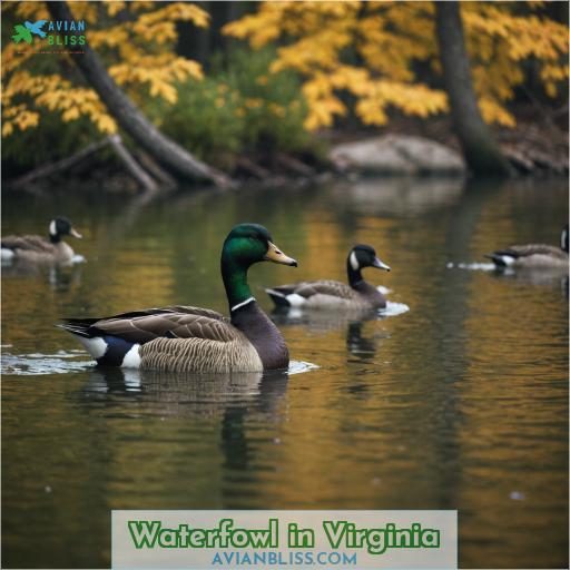 Waterfowl in Virginia