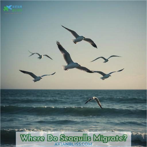 Where Do Seagulls Migrate