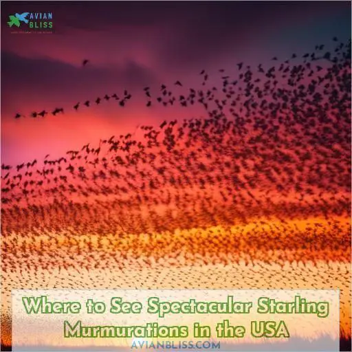 where to see starling murmuration in the usa