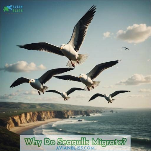 Why Do Seagulls Migrate