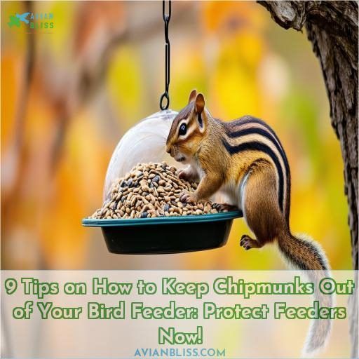 9 Tips on How to Keep Chipmunks Out of Your Bird Feeder: Protect