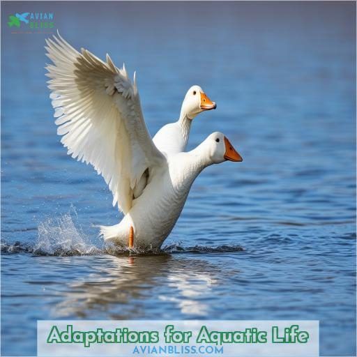 Adaptations for Aquatic Life