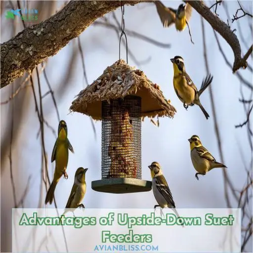 Advantages of Upside-Down Suet Feeders