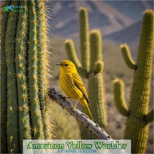 American Yellow Warbler