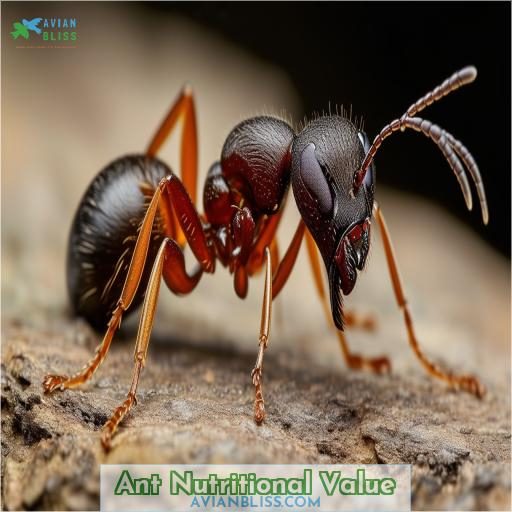 Ant Nutritional Value